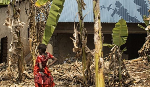 Rwanda, on the outskirts of Kigali, Wa-Jali. Jeanne Françoise, a young girl reunited two years ago with her grandmother by the ICRC, stands in a banana orchard near her house.