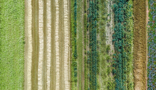 Crops view from the sky