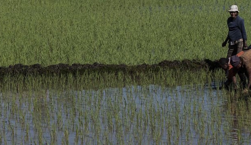 Madagascar, Miarinarivo district. Women transplanting rice.