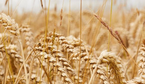 Wheat field