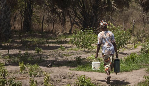 Senegal, Ziguinchor area, Bignona Department, Kataba 1 municipality, Kouram village. A woman works in a vegetable garden as part of an economic security programme.